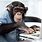 Monkey at Keyboard