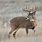 Montana Whitetail Deer