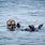 Monterey Sea Otters