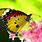 Most Beautiful Butterfly Wallpaper
