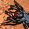 Most Venomous Spider in Australia