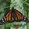Moth That Looks Like Monarch Butterfly