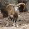 Mouflon Ovis
