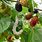 Mulberry Silk Tree