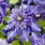 Multy Blue Clematis