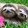 My Pet Sloth