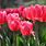 Nền Hoa Tulip