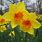 Narcissus Daffodil Flower