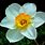 Narcissus Flower Meaning