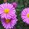New England Aster Plant