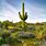 New Mexico Desert Cactus