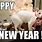 New Year's Eve Cat Meme