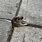 New York Street Rat