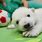 Newborn Baby Polar Bear