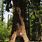 Northern California Redwoods