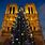 Notre Dame Christmas Tree