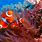 Ocean Underwater Fish Wallpaper