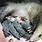 Opossum Baby Pouch