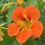 Orange Edible Flowers