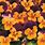 Orange Viola Flowers