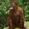 Orangutan Standing
