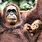 Orangutan with Baby