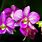 Orchid Blooms Images