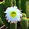 Organ Pipe Cactus Flower Images