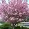 Ornamental Cherry Blossom Tree
