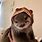 Otter Cute Pinterest