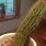 Overwatered Cactus