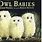 Owl Babies Book Free