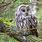Owl On Tree Branch