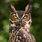 Owl Pics Free