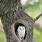 Owl in Tree Trunk