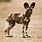 Painted Dog Puppies