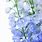 Pale Blue Delphinium