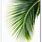 Palm Tree Leaf Print