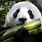 Panda Eating Bamboo Image
