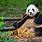Panda Habitat in China