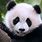 Panda Pictures for Kids