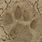 Panther Paw Print Real