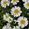 Parthenium Flowers