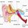 Parts of the Ear Canal
