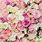Pastel Roses Wallpaper