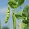 Pea Plant Leaves