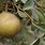 Pear Tree Types Varieties