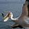 Pelican Catch