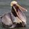 Pelican with Mouth Open