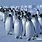 Penguin GIF Army